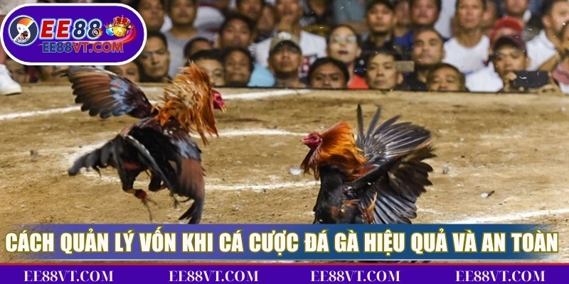 Cách quản lý vốn khi cá cược đá gà hiệu quả và an toàn tuyệt đối