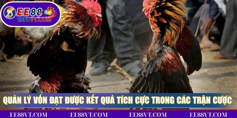 Quản lý vôn để đạt được kết quả tích cực trong các trận cược chọi gà