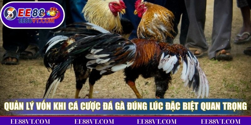 Quản lý vốn khi cá cược đá gà đúng lúc là đặc biệt quan trọng