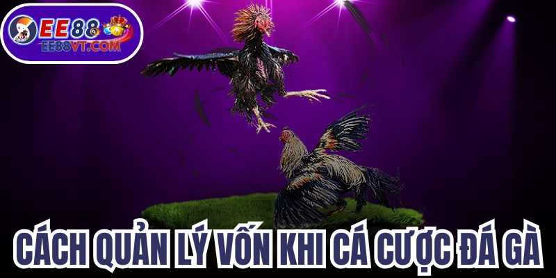 Cách quản lý vốn khi cá cược đá gà