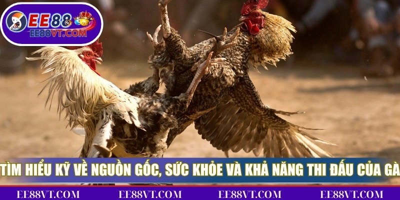Đá Gà EE88 - Sân Chơi Cá Cược Đẳng Cấp Và Cuốn Hút 4 Tìm hiểu kỹ về nguồn gốc, sức khỏe và khả năng thi đấu của gà